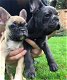 Super mooie franse bulldog pups - 0 - Thumbnail