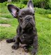 Super mooie franse bulldog pups - 2 - Thumbnail