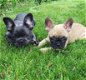 Super mooie franse bulldog pups - 3 - Thumbnail