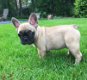 Super mooie franse bulldog pups - 4 - Thumbnail