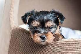 Mannelijke en vrouwelijke Teacup Yorkie-puppy's - 0