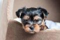 Mannelijke en vrouwelijke Teacup Yorkie-puppy's - 0 - Thumbnail