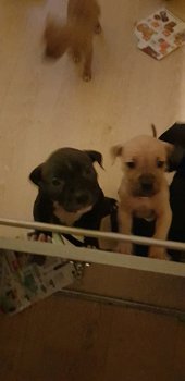 PITBULL PUPS : MOEDER=BLEU PITBULL BULLY & VADER=REDNOSE PITBULL BULLY - 1