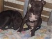 PITBULL PUPS : MOEDER=BLEU PITBULL BULLY & VADER=REDNOSE PITBULL BULLY - 5 - Thumbnail