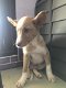 MJM Dogs Foundation: Fabio(gereserveerd) - 0 - Thumbnail