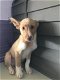 MJM Dogs Foundation: Fabio(gereserveerd) - 1 - Thumbnail