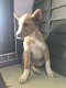 MJM Dogs Foundation: Fabio(gereserveerd) - 2 - Thumbnail