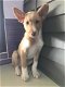 MJM Dogs Foundation: Fabio(gereserveerd) - 3 - Thumbnail