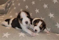 Schattige beagle-puppy's op zoek naar liefdevolle huizen voor altijd!