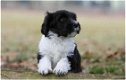 Schapendoes pups op asiel/directe adoptie - 0 - Thumbnail