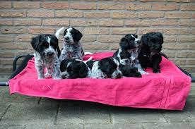 Schapendoes pups op asiel/directe adoptie - 1