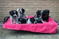 Schapendoes pups op asiel/directe adoptie - 1 - Thumbnail