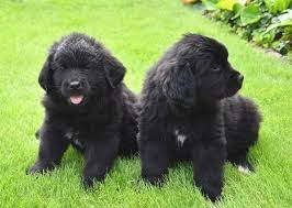 Newfoundlander pups voor gratis/gemakkelijke adoptie - 0