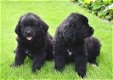 Newfoundlander pups voor gratis/gemakkelijke adoptie - 0 - Thumbnail