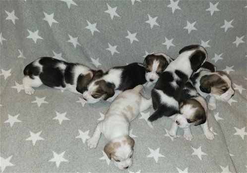 Schattige Beagle-puppy's nu beschikbaar! - 0