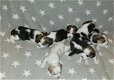 Schattige Beagle-puppy's nu beschikbaar! - 0 - Thumbnail