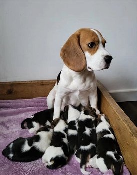 Schattige Beagle-puppy's nu beschikbaar! - 1
