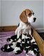 Schattige Beagle-puppy's nu beschikbaar! - 1 - Thumbnail