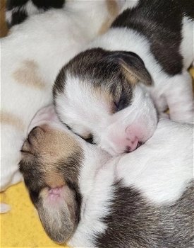 Schattige Beagle-puppy's nu beschikbaar! - 2
