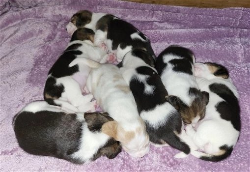 Schattige Beagle-puppy's nu beschikbaar! - 4