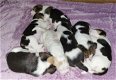 Schattige Beagle-puppy's nu beschikbaar! - 4 - Thumbnail