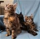 Raszuivere Maine Coon-kittens - 1 - Thumbnail