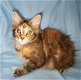 Raszuivere Maine Coon-kittens - 2 - Thumbnail