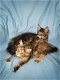 Raszuivere Maine Coon-kittens - 3 - Thumbnail