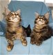 Raszuivere Maine Coon-kittens - 4 - Thumbnail