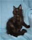Raszuivere Maine Coon-kittens - 5 - Thumbnail