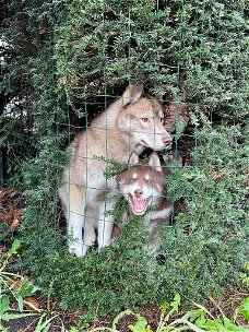 Siberische husky met stamboom