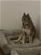 Siberische husky met stamboom - 1 - Thumbnail