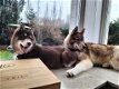 Siberische husky met stamboom - 2 - Thumbnail
