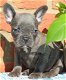 Super mooie Franse bulldog pups - 0 - Thumbnail