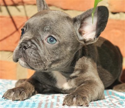 Super mooie Franse bulldog pups - 1