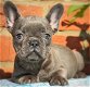 Super mooie Franse bulldog pups - 2 - Thumbnail