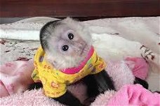 Luiergetrainde baby kapucijnaapjes te koop