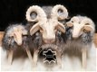 Biologisch gelooide schapen- en lamsvellen. - 5 - Thumbnail