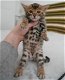 Bengal Katzen - 0 - Thumbnail