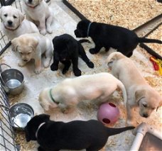 Golden Retriever-pups zijn beschikbaar