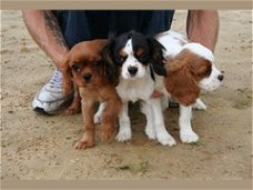 Cavalier pups