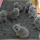 Brits Korthaar Kittens - 0 - Thumbnail