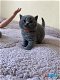 Brits Korthaar Kittens - 1 - Thumbnail