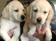 Labrador retriever-puppy's