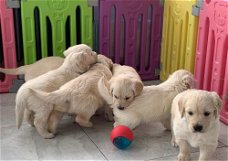 Golden Retriever-puppy's beschikbaar