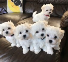 Mooie Maltese puppy's te koop