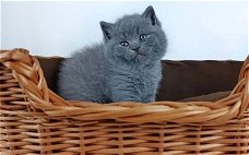 Prachtige Brits Korthaar Kittens beschikbaar