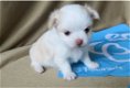 Thuis opgeleide chihuahua langharige puppy jongen - 0 - Thumbnail