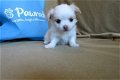 Thuis opgeleide chihuahua langharige puppy jongen - 1 - Thumbnail