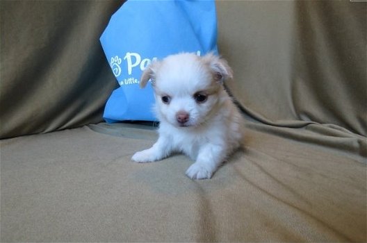 Thuis opgeleide chihuahua langharige puppy jongen - 2